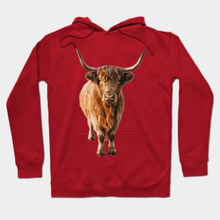 Highland Cow Wooly Shaggy Kattle Hoodie